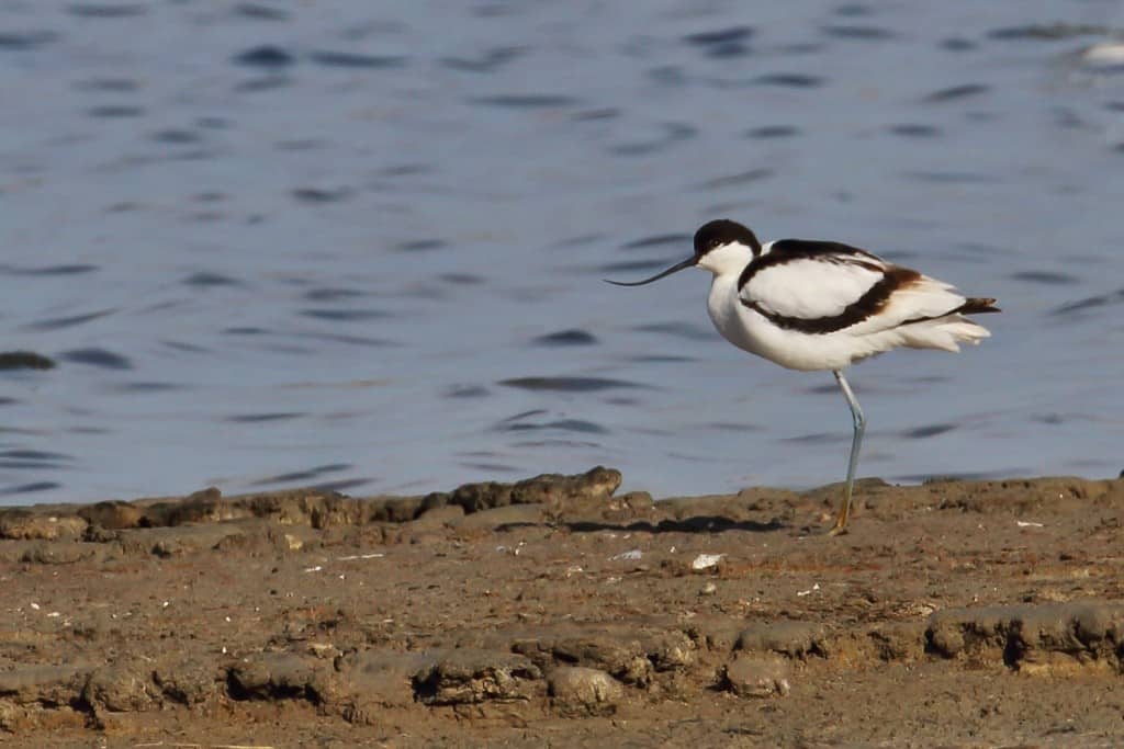 Pied Avocet Recurvirostra avosetta