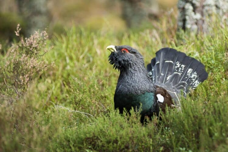 Iconic: the capercaillie in its natural heather in a Caledonian pine forest. (Photo: Getty Images)