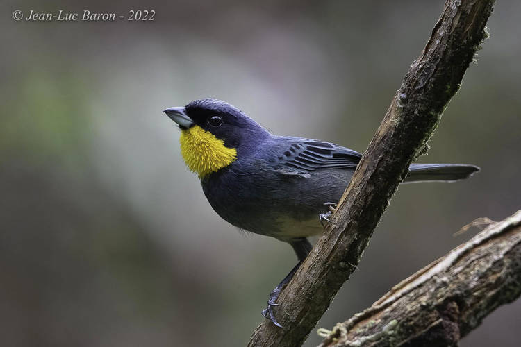 Purplish-mantled Tanager Iridosornis porphyrocephalus