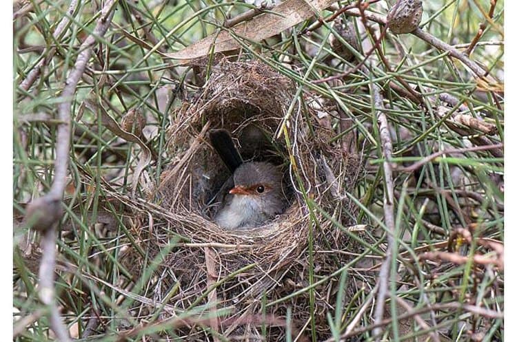 A female superb fairywren checks her nest. Credit: Flinders University