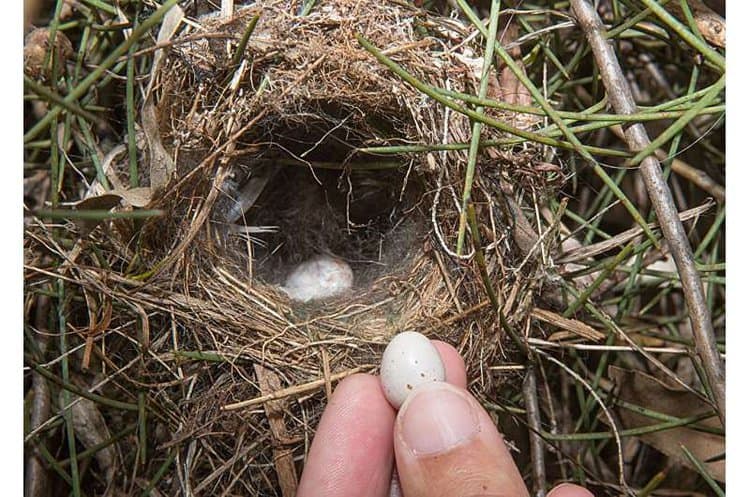 A superb fairywren nest was used in the scientific study. Credit: Flinders University