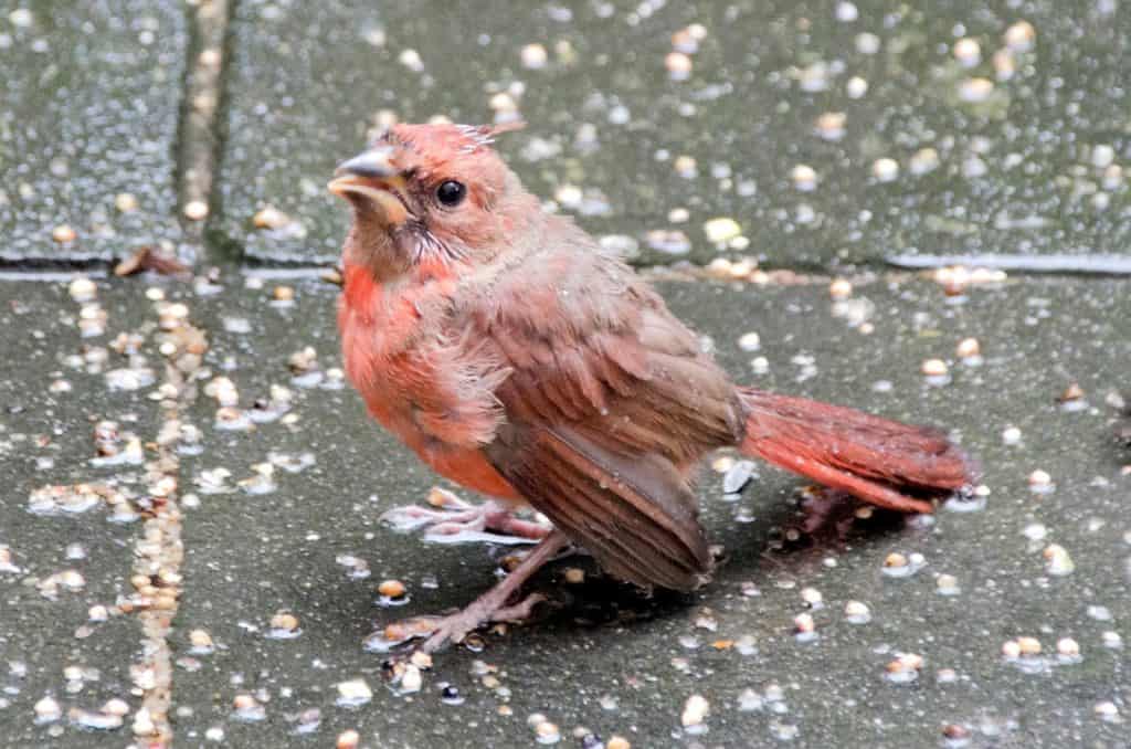 Baby Cardinal Poses for the Camera