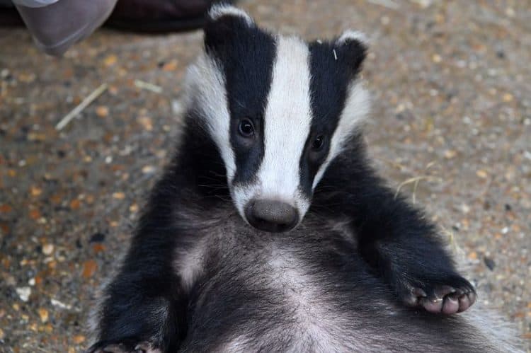 Badger cull will kill 140,000 more animals before scheme is halted, ministers warned