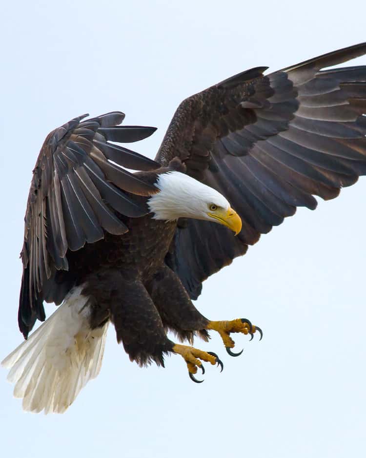 Bald Eagles have made a remarkable recovery from the brink of extinction, but still face threats.PHOTO: ADOBE STOCK / SEKARB