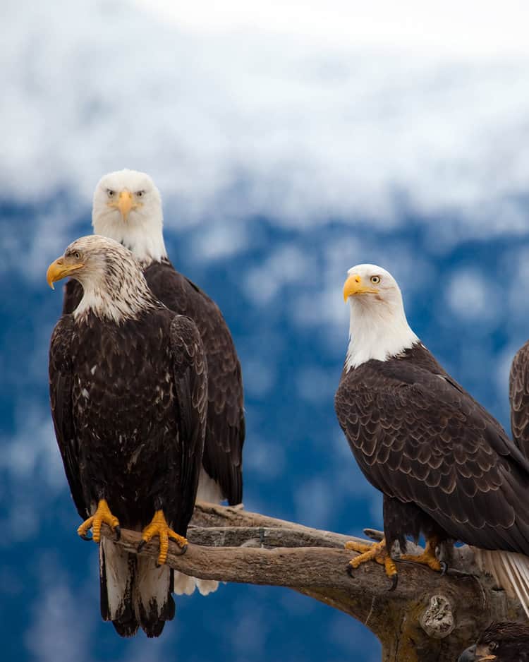 Feeding eagles can lead to the birds becoming habituated to humans, which can increase their risk of lead poisoning.PHOTO: ADOBE STOCK / LOWTHIAN