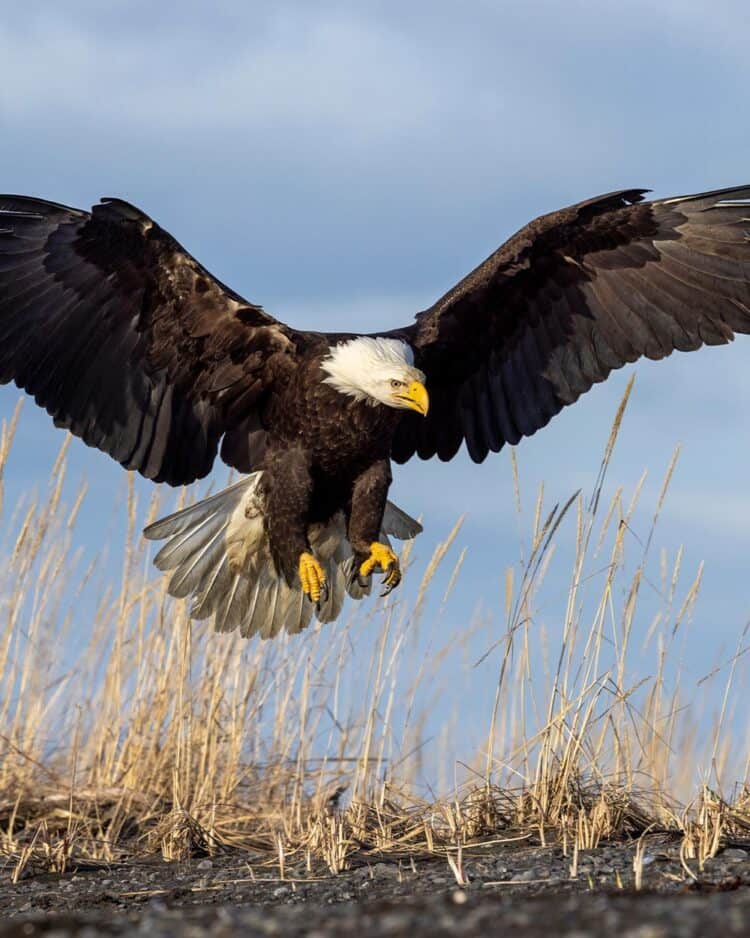 ADOBE STOCK / DENNIS DONOHUE BALD EAGLES CAN INGEST LEAD BY CONSUMING THE REMAINS OF ANIMALS THAT HAVE BEEN SHOT OR THE SMALL PIECES OF FISHING GEAR THAT HAVE BEEN LEFT BEHIND.