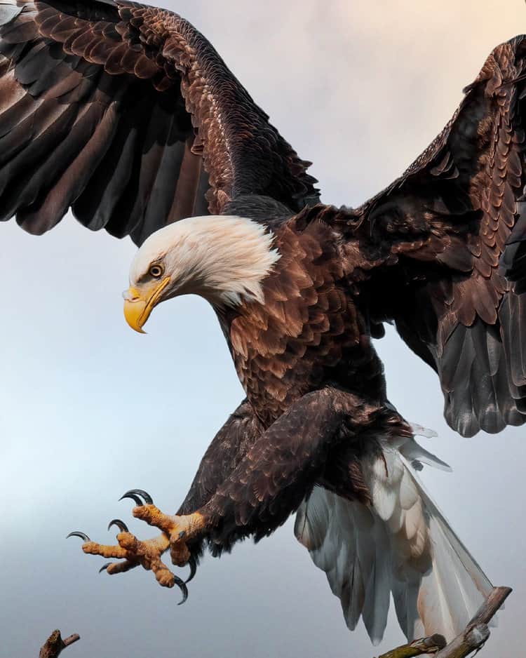 If you find a sick or dead eagle, report it to the appropriate wildlife rehabilitation center or the U.S. Fish and Wildlife Service.PHOTO: ADOBE STOCK / MARTIN