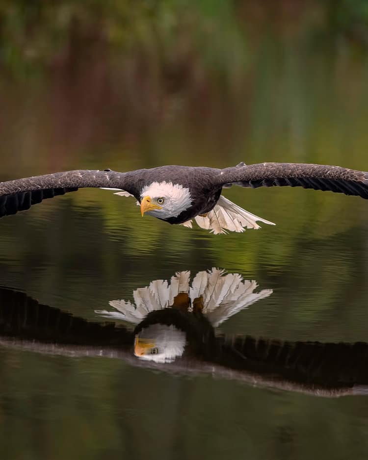 By working together, we can help ensure that eagles remain a healthy and thriving part of our wildlife for generations to come.PHOTO: ADOBE STOCK / LORI ELLIS
