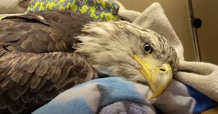 An Injured Bald Eagle Successfully Learned to Fly Again Under the Care of an Excellent Vet