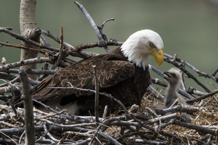 47 percent of bald and golden eagles tested in USA found to have had chronic exposure to toxic lead