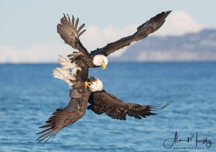 Bald Eagles at Kachemak Bay, Alaska