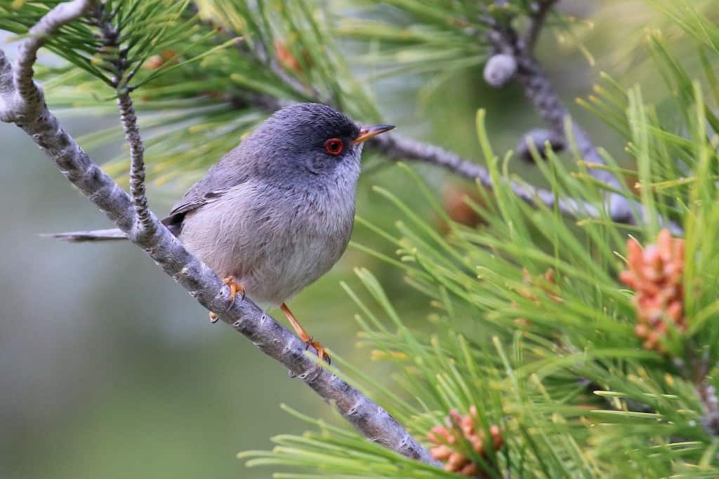 Balearic warbler Sylvia balearica