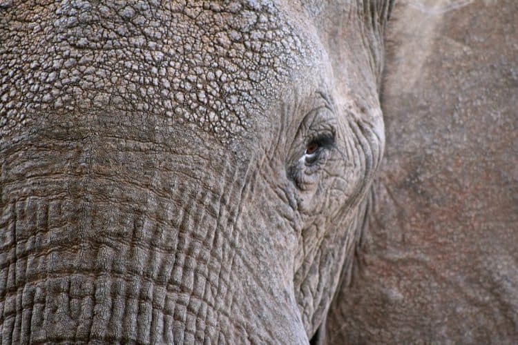 Bali Park Leaves Elephants to Starve to Death