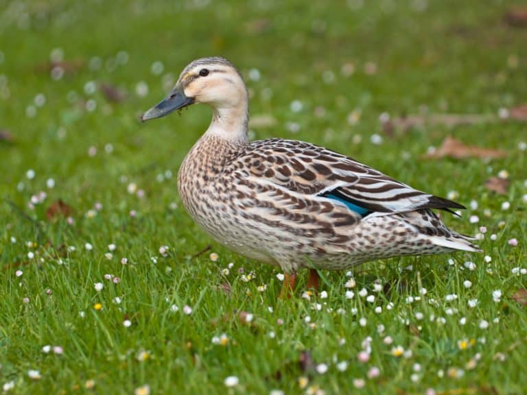 Ban Cruel Duck Shooting in New Zealand and Protect Native Ducks