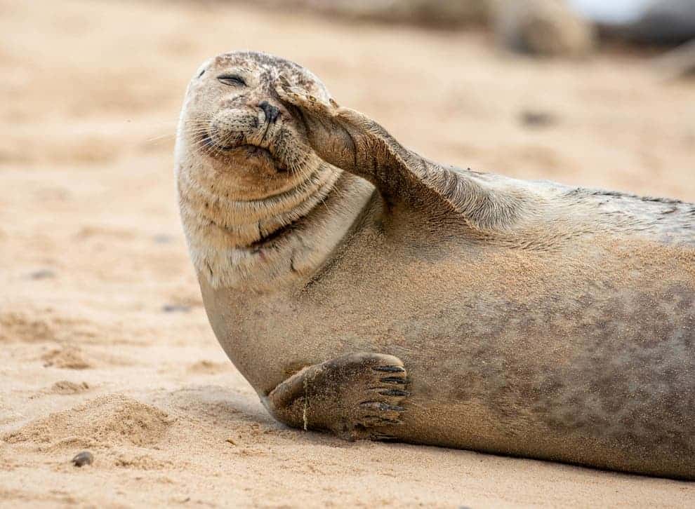 Ban selfies with seals, say British wildlife campaigners