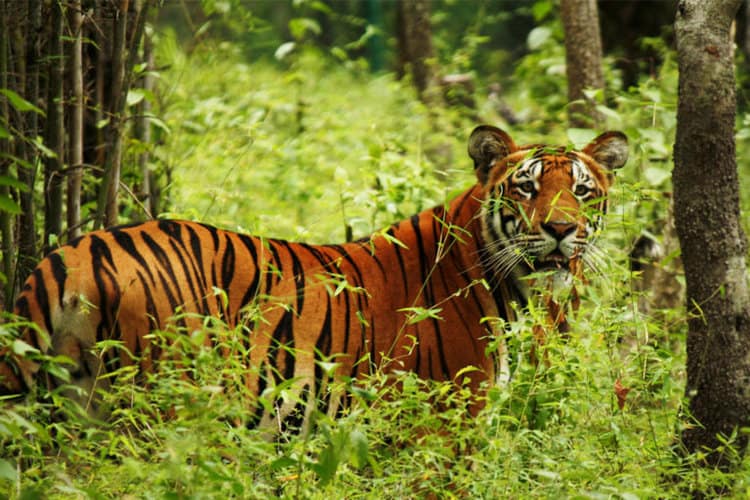Tiger-centric conservation efforts push other predators to the fringes