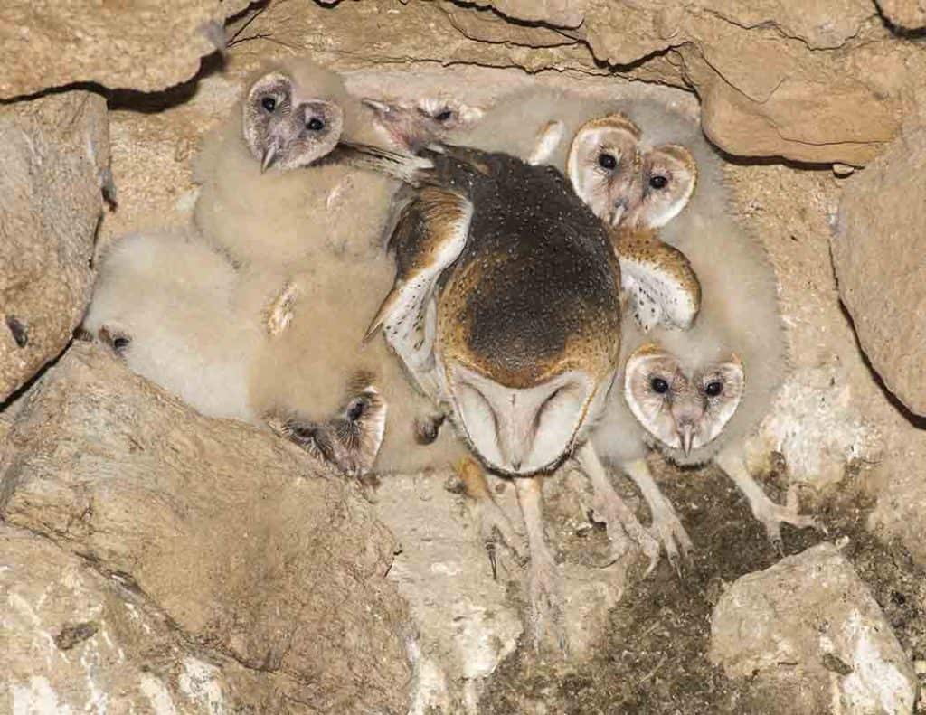 Barn Owl & 6 Chicks – Count the Heads!
