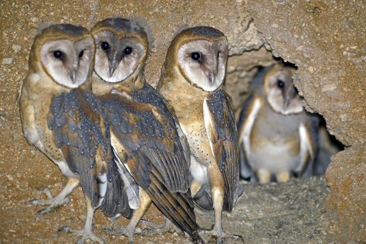 Barn Owls – Ready to Fledge