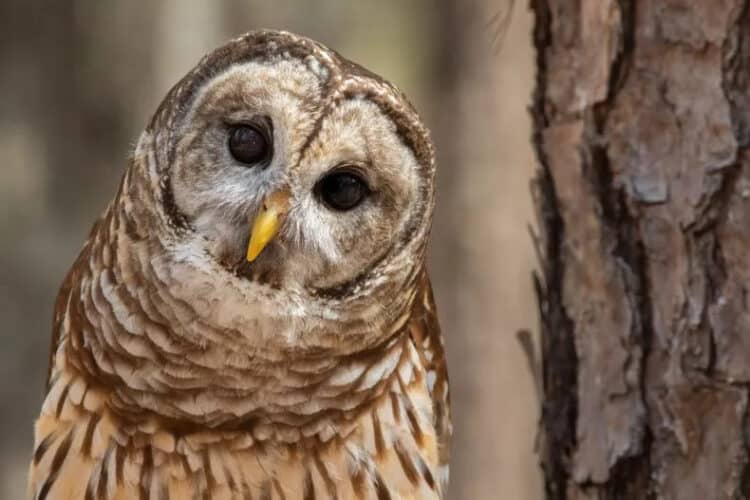 A file photo of a barred owl. Thousands of these invasive owls are set to be culled to protect native species. ISTOCK / GETTY IMAGES PLUS