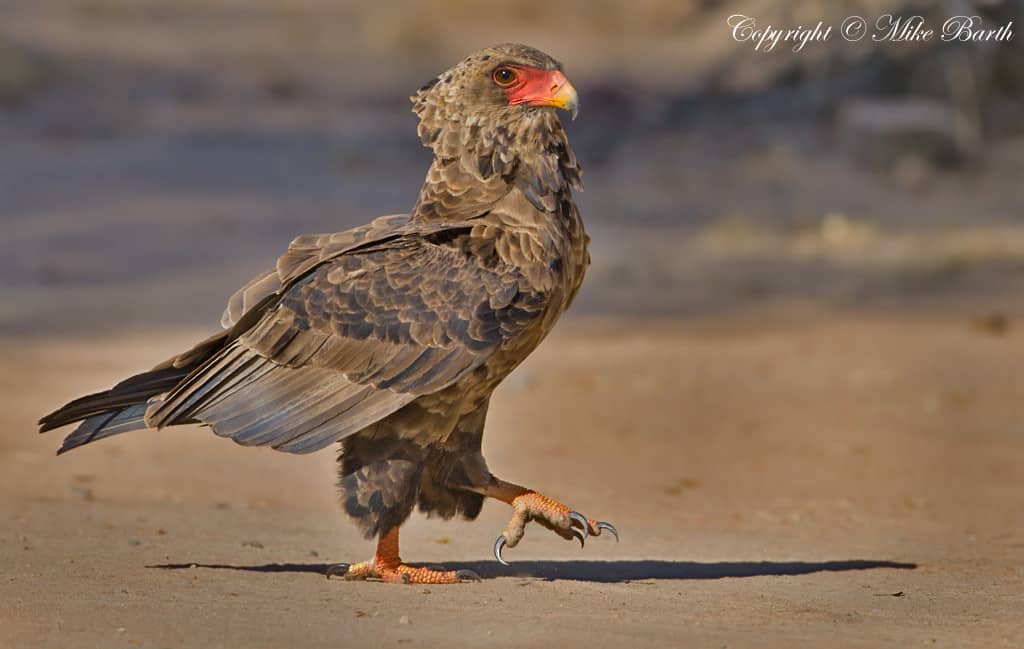 Bateleur Terathopius ecaudatus