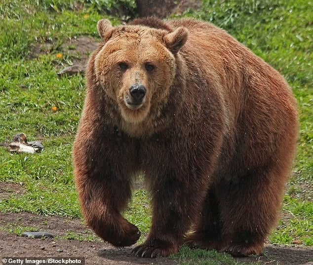 Bird hunter is knocked down and trampled by a 677lb grizzly in front of his wife before he shoots the enraged bear in Montana