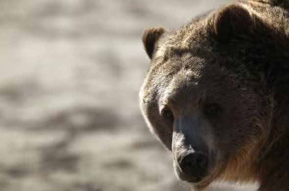 A grizzly bear attacked Adamson (Image: Getty)