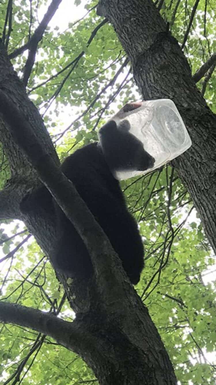 Bear Cub With Head Stuck In Plastic Jug Rescued Just In Time In Connecticut