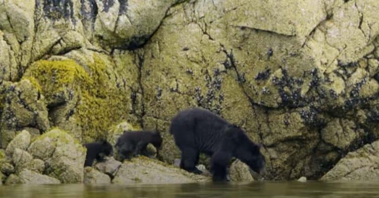 A Mother Bear and Her Two Cubs Went Out for a Thrilling Seaside Adventure