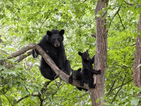 Stock image of a black bear and her cubs. A black bear mom has been shot in a Florida neighborhood - ISTOCK / GETTY IMAGES PLUS