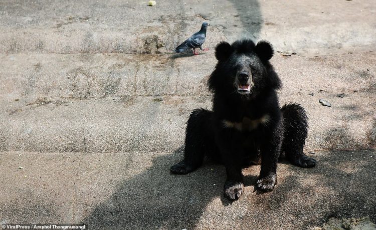 Bears beg tourists for food at Thai zoo declared 'hell on Earth for animals' where tigers and other animals have been left emaciated during Covid lockdown