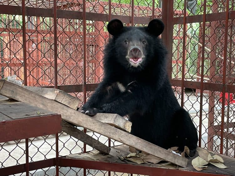 Bear Cub ‘Wonder’ Rescued From Illegal Traffickers