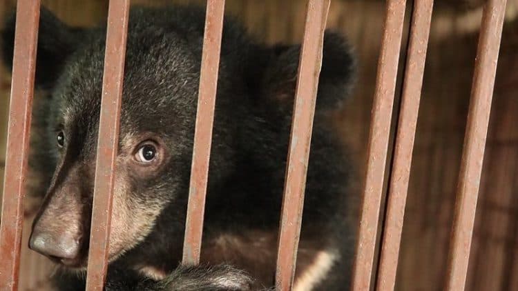 Petition: Fight to Free Boo the Bile Bear Before it's too Late!