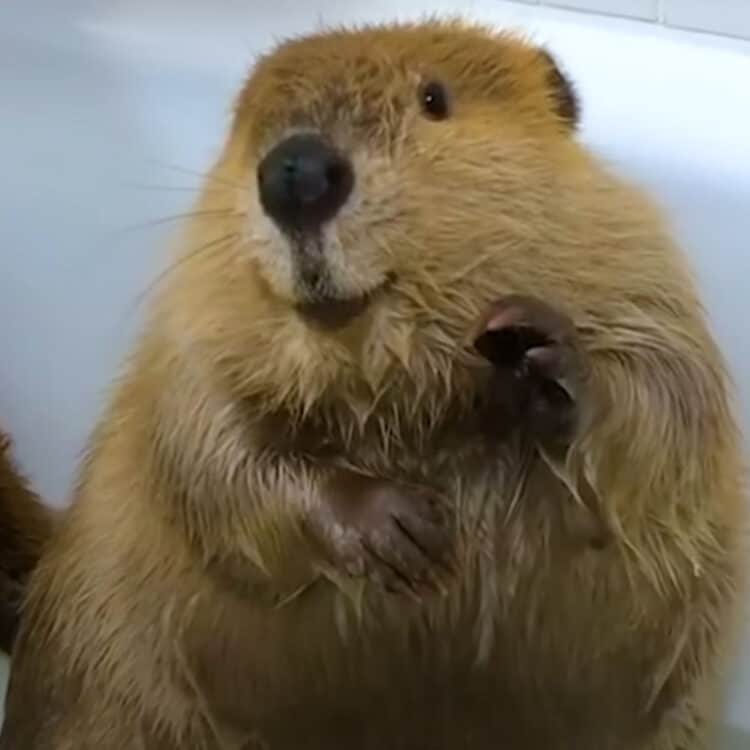 An Orphaned Beaver Enjoys Food Dates with His Girlfriend