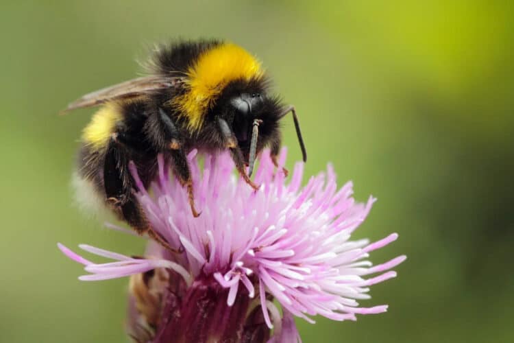 Pesticides Drifting to Unintended Flowers Could Harm Pollinators, Study Finds