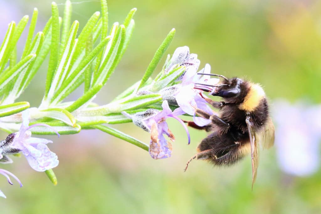 Bee on Rosemary