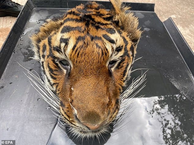Beheaded tiger is discovered among grim haul of pelts and animal corpses during wildlife trafficking raid on a private zoo in Thailand