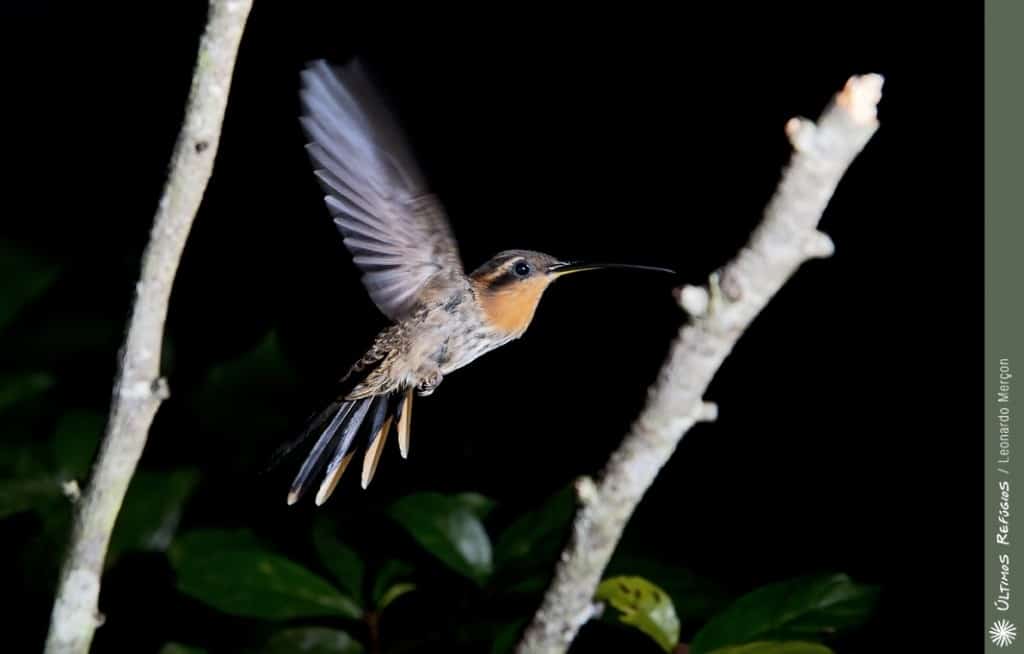 Saw-billed Hermit, Ramphodon naevius