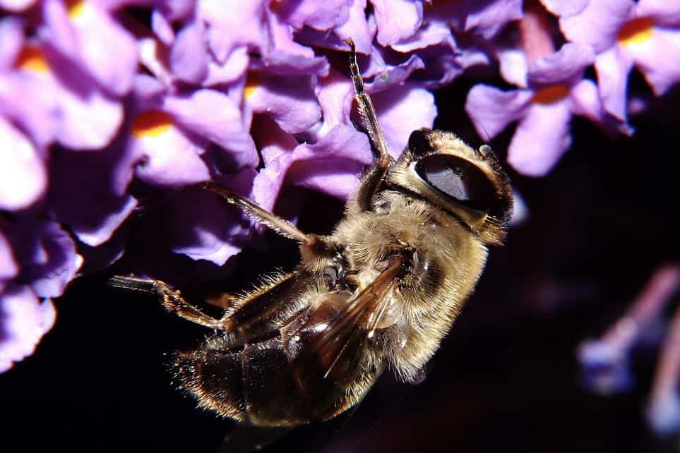 Bee Drunk on Pollen
