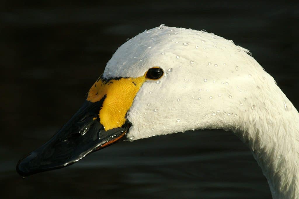 Bewick Swan – Cygnus columbianus