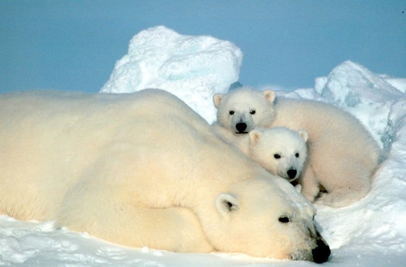 Biden Administration Proposes to Allow Oil Companies to Disturb Polar Bears, Walruses in Alaska’s Arctic