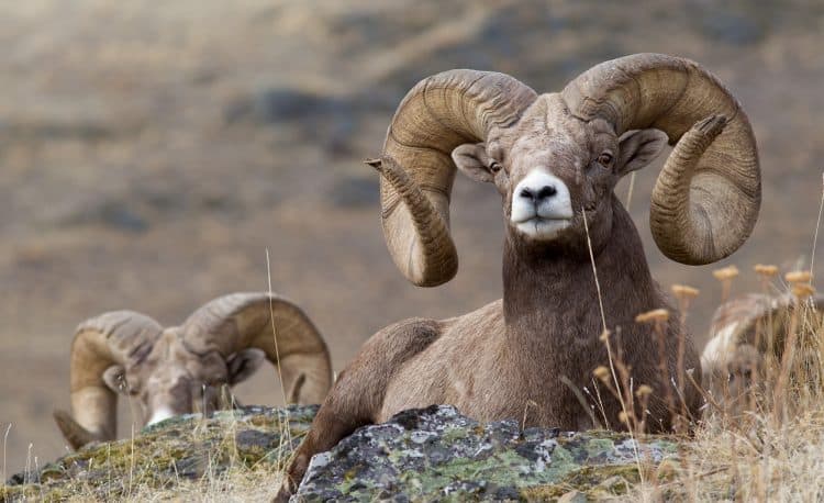 A bighorn sheep is killed in Canada illegally by an Alaskan hunter