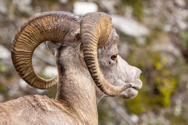 PEXELS MALES, CALLED RAMS, ARE LARGER AND HAVE MORE MASSIVE HORNS COMPARED TO FEMALES, KNOWN AS EWES.