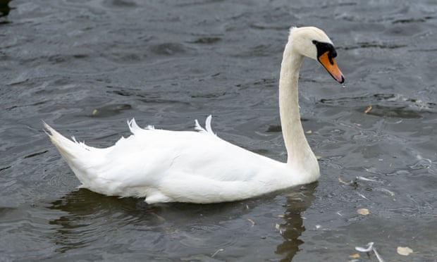 Bird flu fears grow after spate of mysterious UK swan deaths