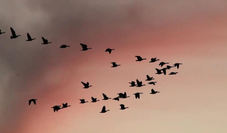 Migrating waterbirds over South Dakota’s Huron Wetland Management District on North America’s Central Flyway. Sandra Uecker, USFWS / Flickr