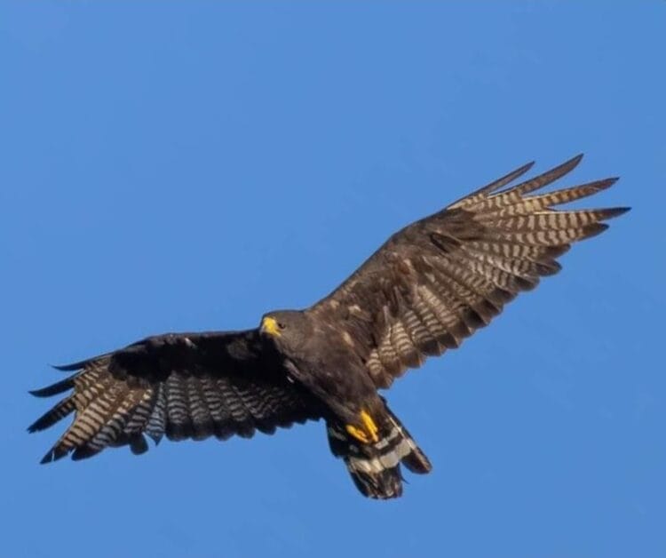 A Threatened Zone Tailed Hawk is exposed to the explosive noise in Brackenridge Park