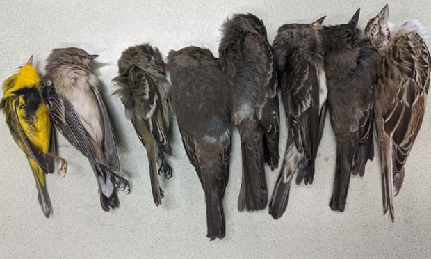 Birds 'falling out of the sky' in mass die-off in south-western US