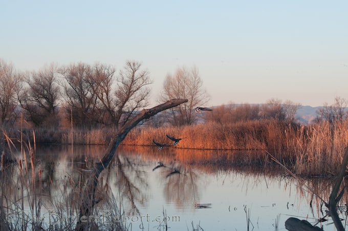 Birds of Colusa National Wildlife Refuge