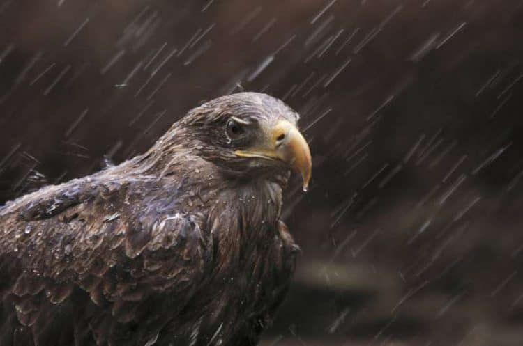 European raptors including eagles, goshawks and vultures significantly reduced in number due to lead ammunition poisoning