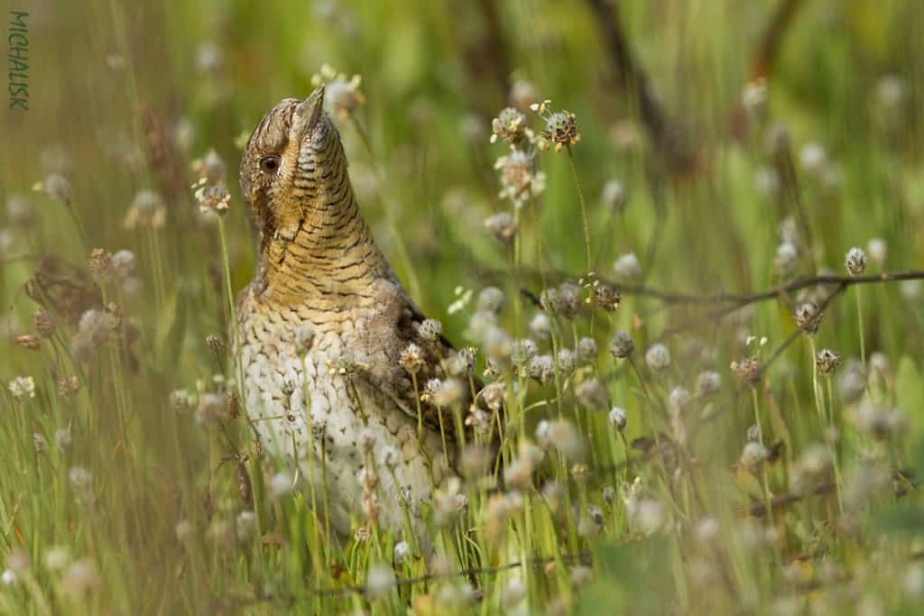 Wryneck