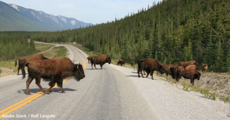 Yellowstone National Park’s Buffalo Population at Risk: Urgent Call for the World’s First ‘Buffalo Wildlife Bridge’
